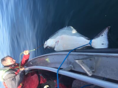 Paprastasis otas, 80,0 kg — Norvegijos jūra
