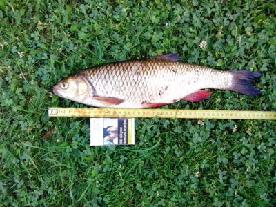 šapalas, 1,0 kg — Šventoji