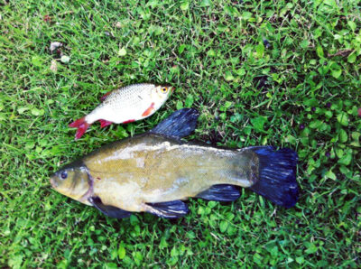 Lynas, 1,0 kg — Antalieptės HE