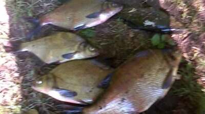 Karšis, 1,3 kg