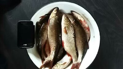 Paprastoji kuoja, 0,2 kg — Dringis