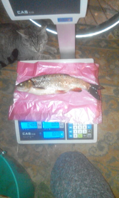 Paprastoji kuoja, 0,4 kg — Nevėžis