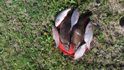 Lynas, 1,2 kg — Gudelių