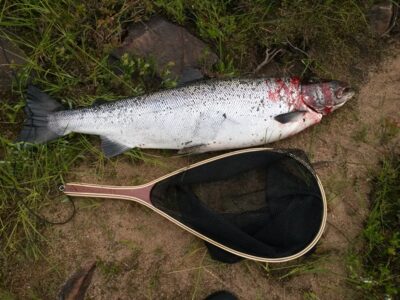 Atlantinė lašiša, 7,3 kg — Simojoki