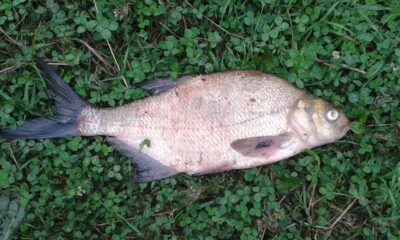 Karšis, 1,0 kg