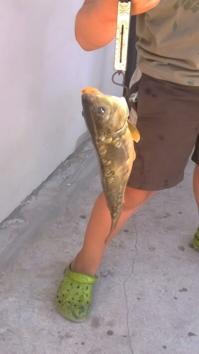 Paprastasis karpis, 1,1 kg — Šukių