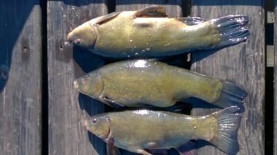 Lynas, 1,1 kg — Beržinis