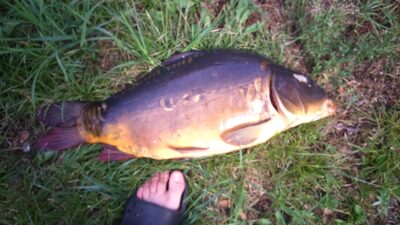 Paprastasis karpis, 5,3 kg