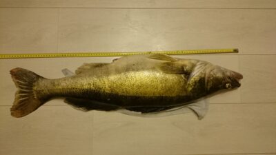 Starkis, 7,4 kg