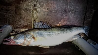 Starkis, 1,4 kg — Kuršių