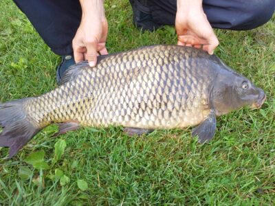 Paprastasis karpis, 6,4 kg — Apušys