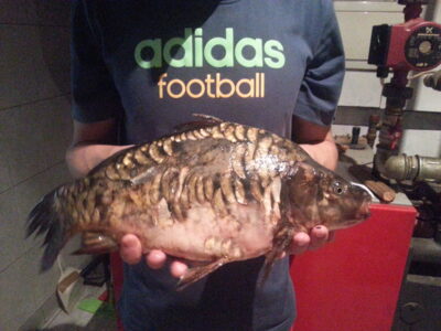 Paprastasis karpis, 1,7 kg