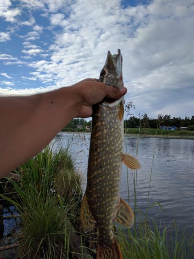 Lydeka, 1,3 kg — Šventoji