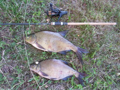 Karšis, 2,2 kg