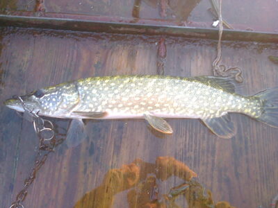 Lydeka, 1,1 kg — Kretuonas