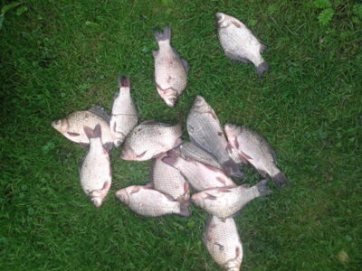 Sidabrinis karosas ×15 — Garliavos I-asis