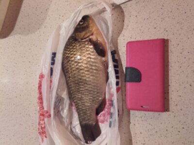 Sidabrinis karosas, 0,8 kg — Dvariukų