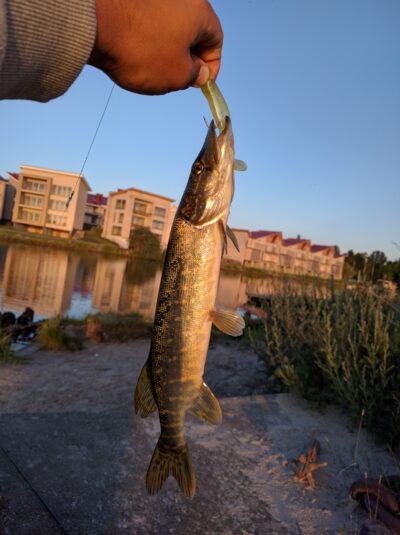 Lydeka, 0,5 kg — Šventoji