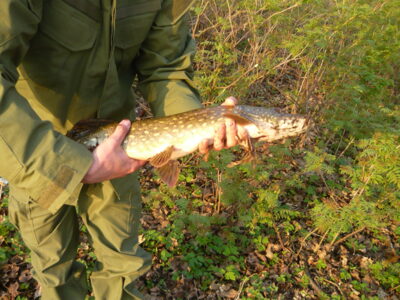 Lydeka, 1,7 kg