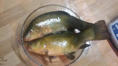 Lynas, 1,1 kg — Oželių