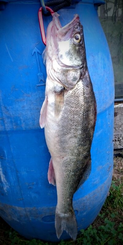 Starkis, 2,1 kg — Kuršių