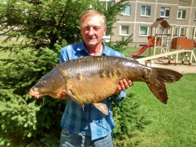 Paprastasis karpis, 11,4 kg