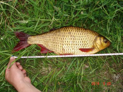 Paprastoji raudė, 1,0 kg — Kemsių