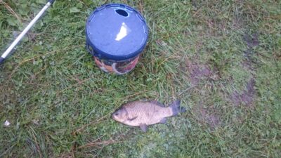 Sidabrinis karosas, 1,1 kg