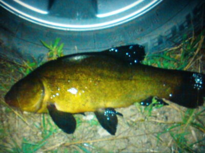 Lynas, 3,5 kg — Gilūšis