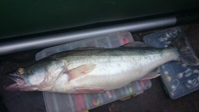 Starkis, 1,5 kg — Kuršių