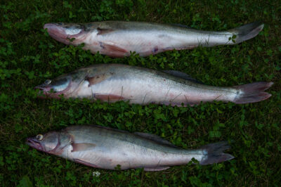 Starkis ×3 — Kuršių