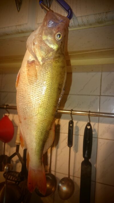 Ešerys, 0,5 kg — Kuršių
