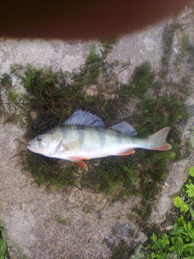 Ešerys, 0,4 kg — Dvariukų