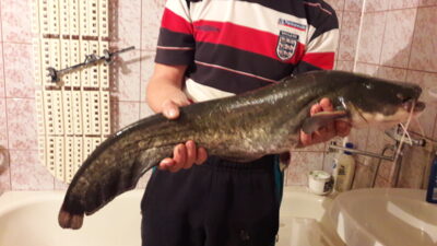 šamas, 3,4 kg