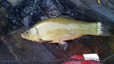 Lynas, 0,8 kg
