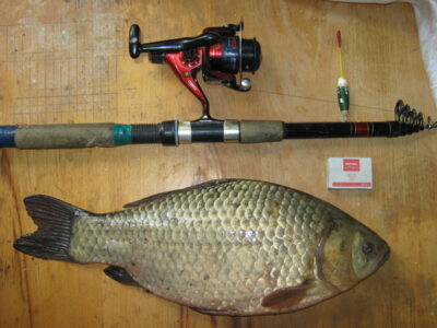 Sidabrinis karosas, 1,7 kg