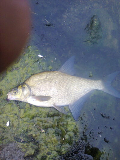 Karšis, 0,8 kg — Dvariukų