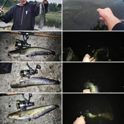 šamas ×4 — Nemunas
