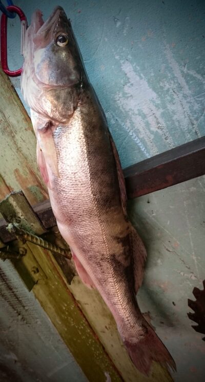 Starkis, 1,6 kg — Kuršių