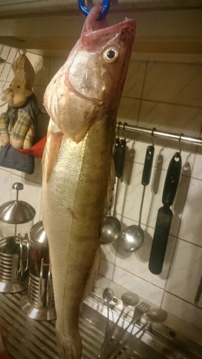 Starkis, 1,4 kg — Kuršių