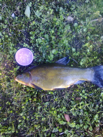 Lynas, 1,2 kg — Mūša