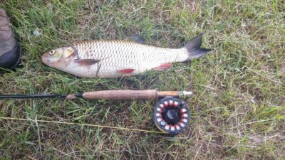 šapalas, 1,3 kg — Nevėžis