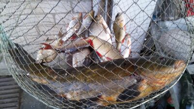 Lynas, 1,6 kg — Dysnai