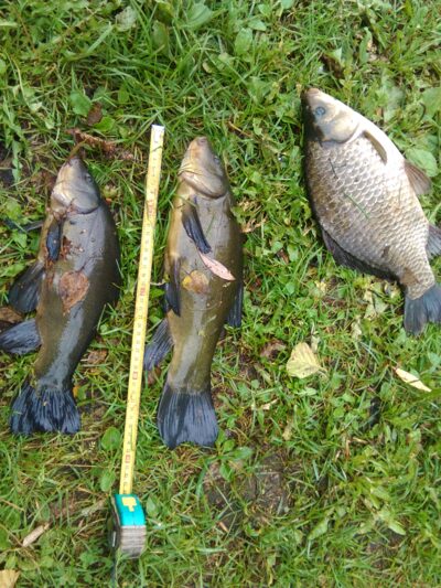 Sidabrinis karosas, 1,1 kg — Jurgežerių
