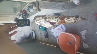 Lydeka, 3,1 kg — Karvys