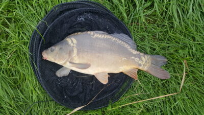 Paprastasis karpis, 2,8 kg — Pikeliškiai