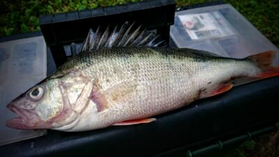 Ešerys, 0,4 kg — Kuršių