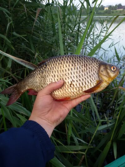 Paprastoji raudė, 0,7 kg — Ekrano gamyklos