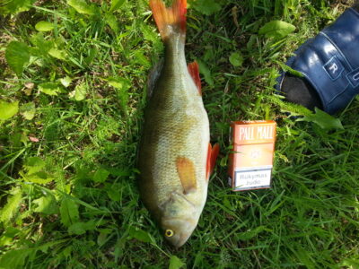Ešerys, 0,8 kg — Širvintų