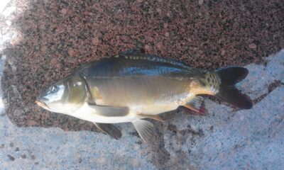 Paprastasis karpis, 2,6 kg